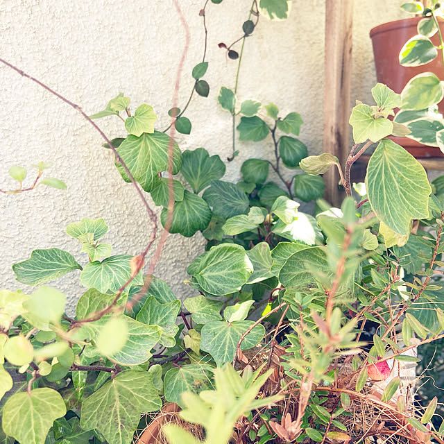 gachaさんの部屋