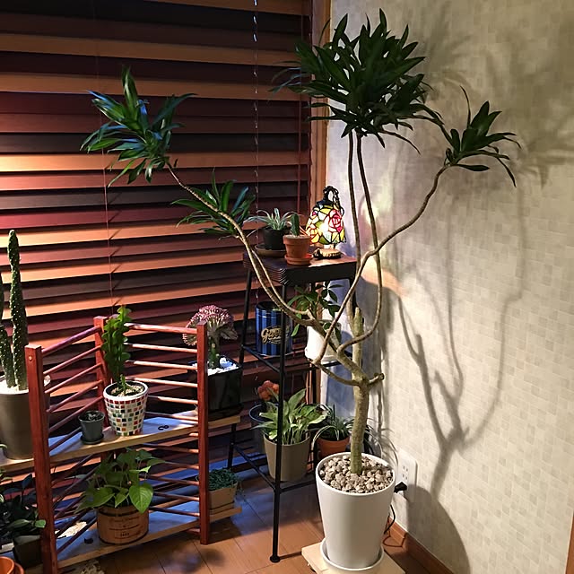 ANNAさんの実例写真