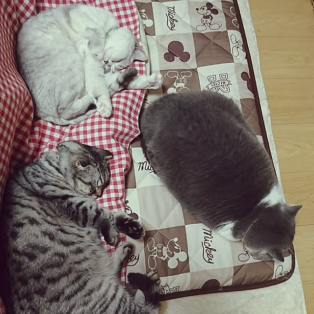 nyan5さんの実例写真