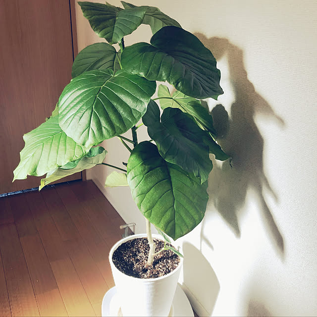 Chakoさんの実例写真