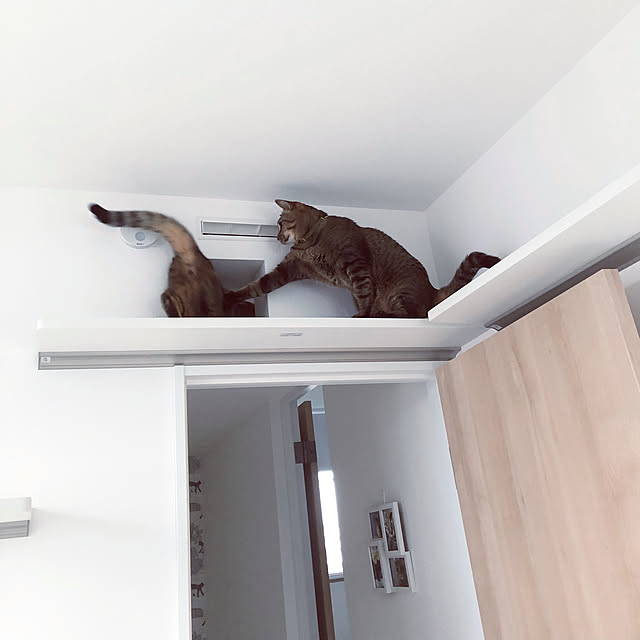 Tomcatさんの実例写真