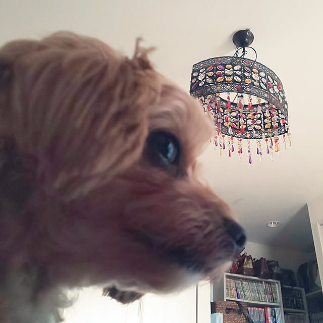 kuruさんの実例写真