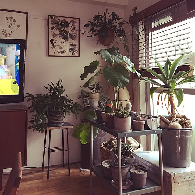 kanonahoさんの実例写真