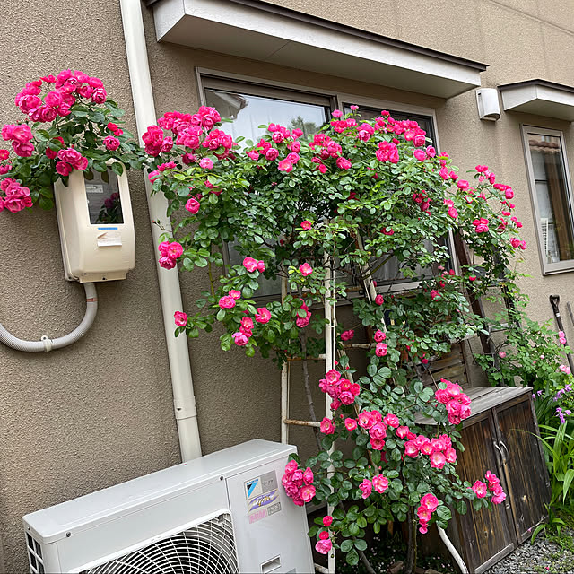 mippoko345さんの部屋