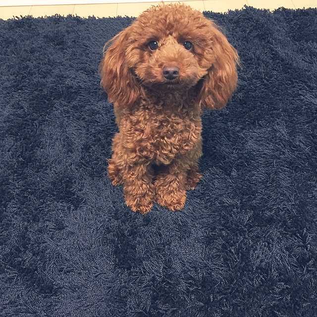 chloeさんの実例写真