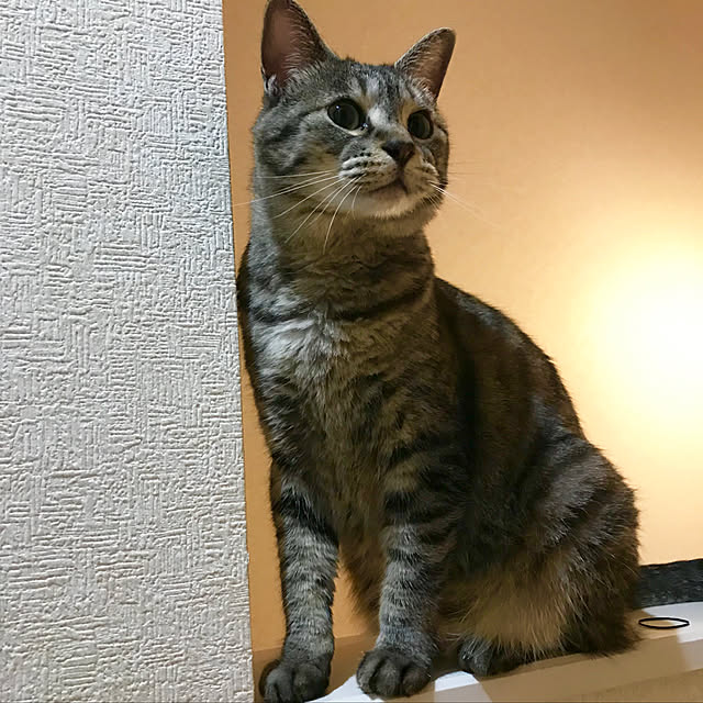 Shinさんの実例写真