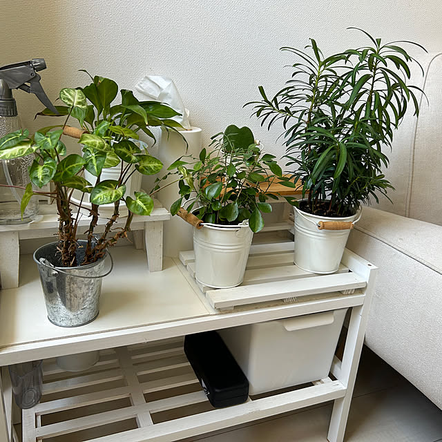 玄関/入り口/観葉植物のインテリア実例 - 2023-07-30 19:58:03