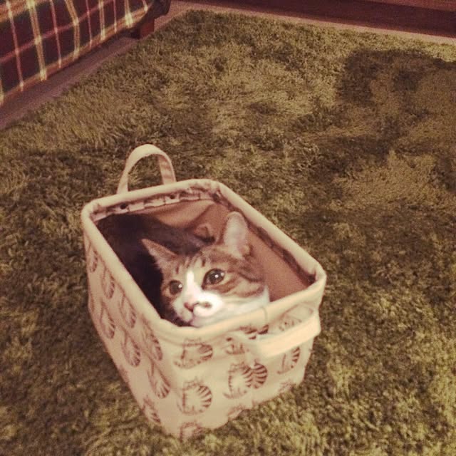 ayapiiiiceさんの実例写真