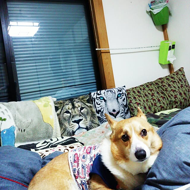 cohakuさんの実例写真