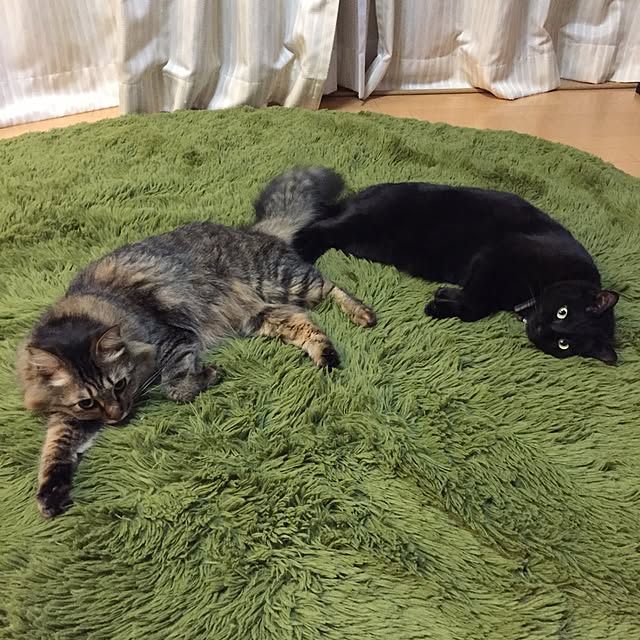 yuki0511さんの実例写真