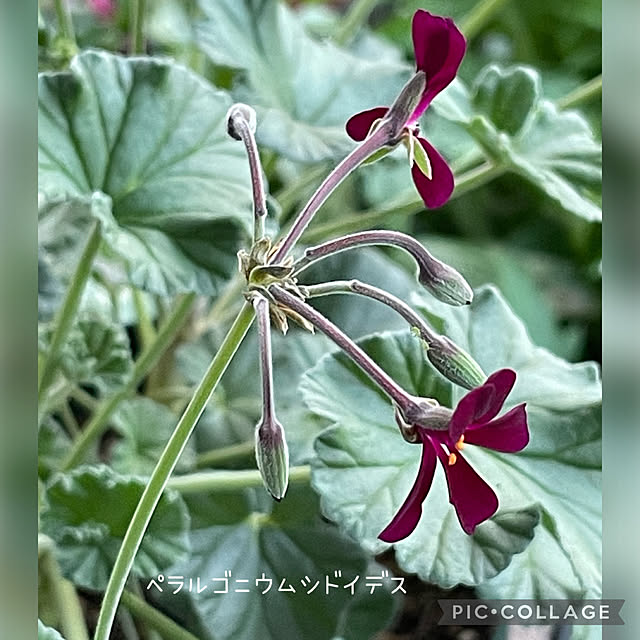 buchiさんの実例写真
