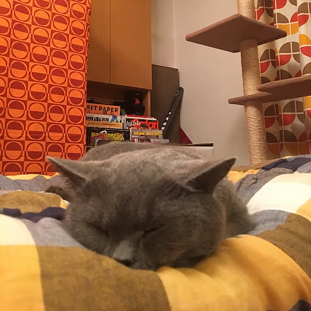 ikettenさんの実例写真
