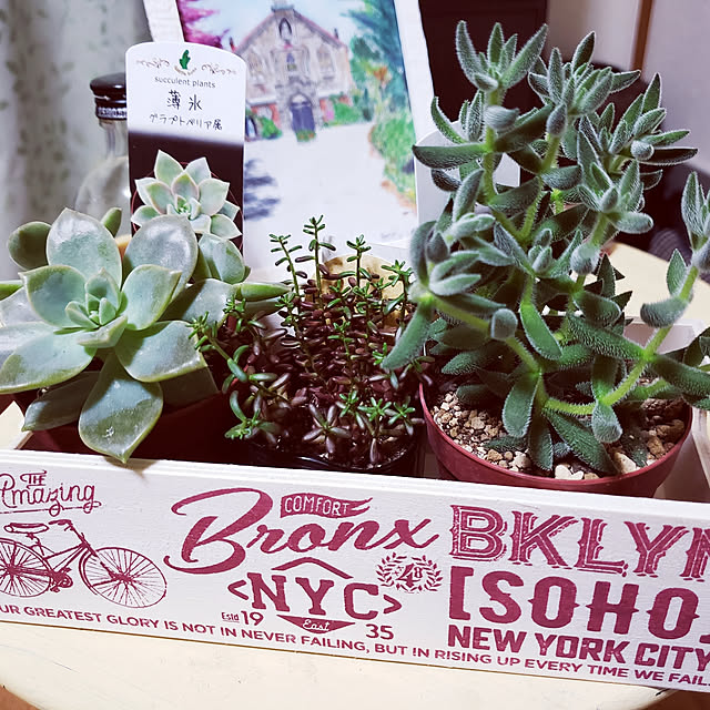 リビング/多肉植物/寄せ植えのインテリア実例 - 2019-06-02 21:20:31