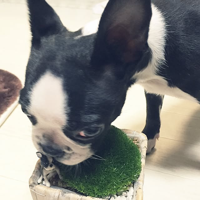 kurumeruさんの実例写真