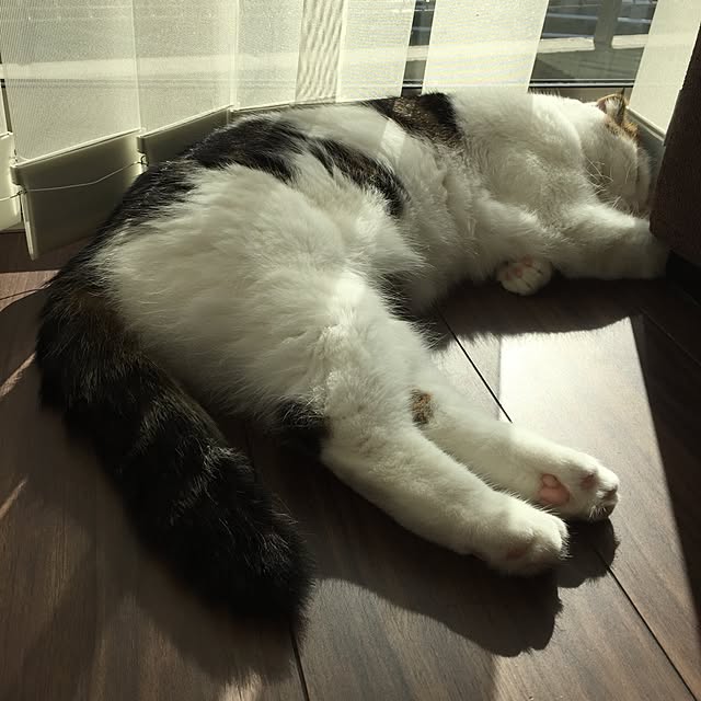 sakaemonさんの実例写真