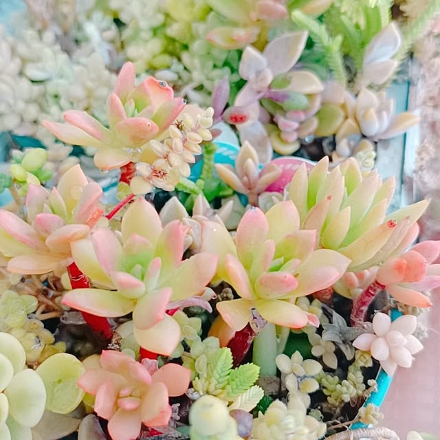 Hanakaさんの部屋