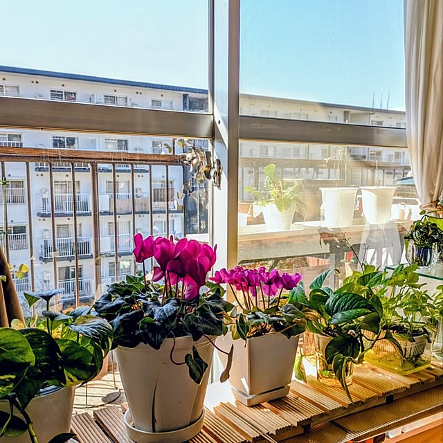 mi-saさんの実例写真