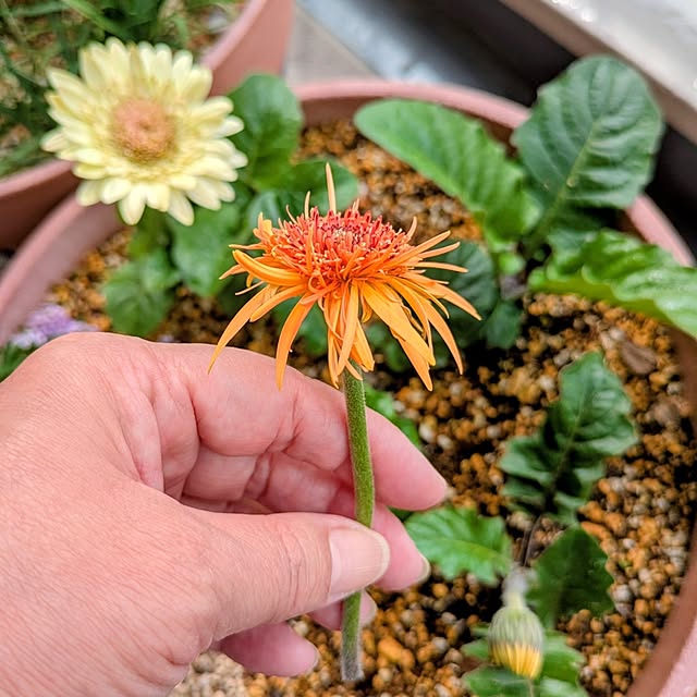 mi-saさんの部屋