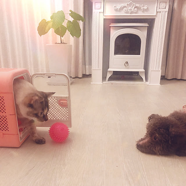 noelさんの実例写真