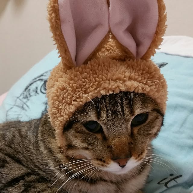 poniさんの実例写真