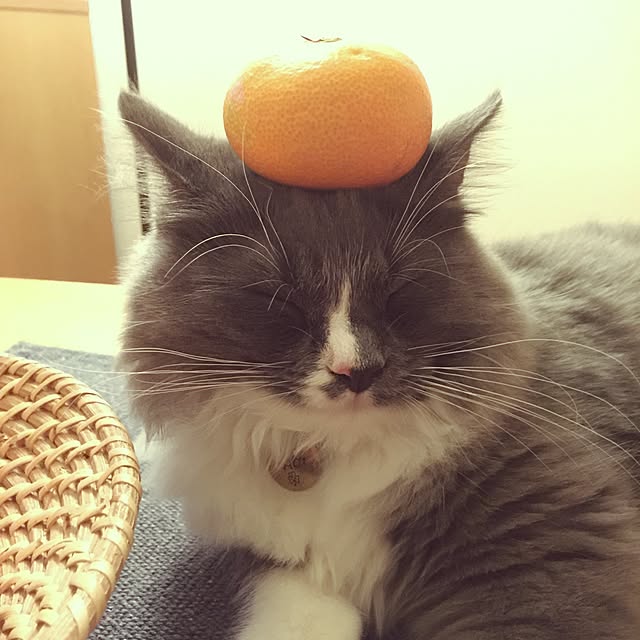 mangomilkさんの実例写真