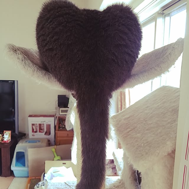 6catsさんの実例写真