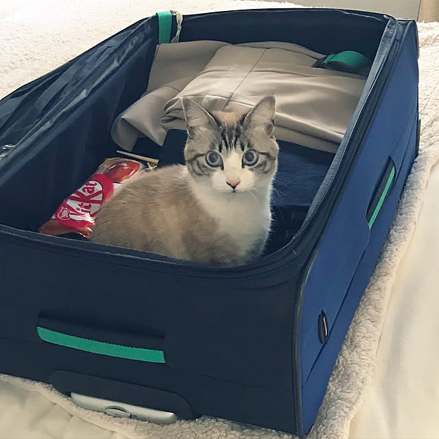 gingerwynksさんの実例写真