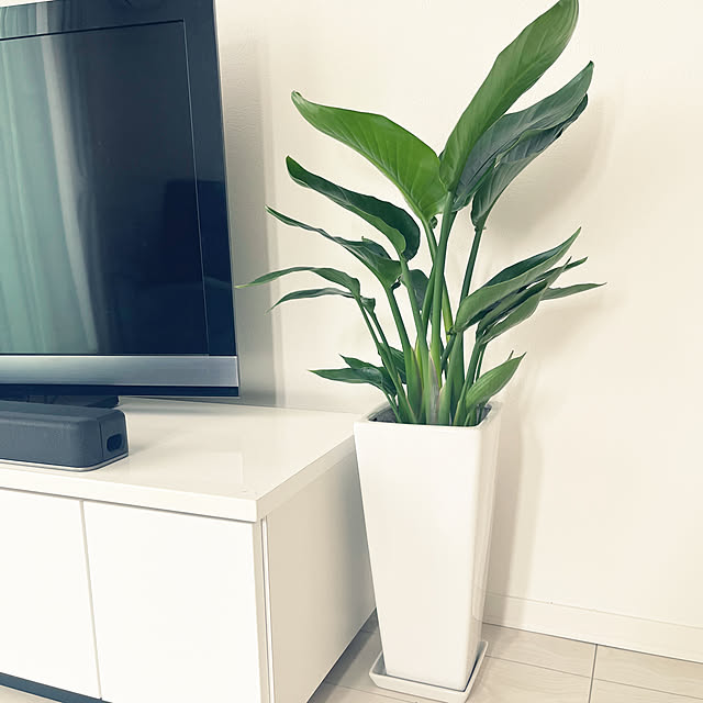 necoさんの部屋