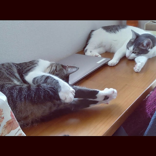 38catさんの実例写真