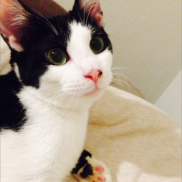 Juneさんの実例写真