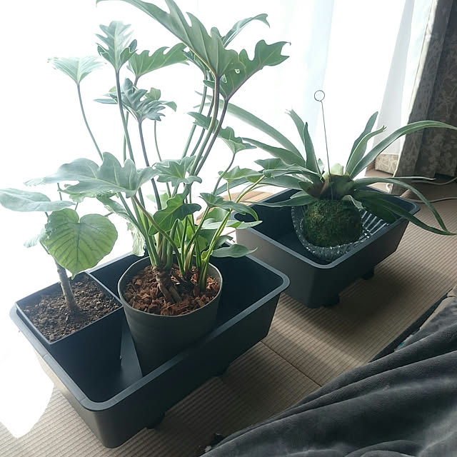 chocococoaさんの実例写真