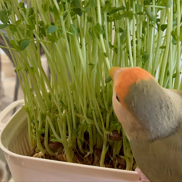 hogeさんの実例写真
