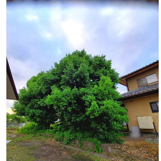 cherrycherryさんの実例写真
