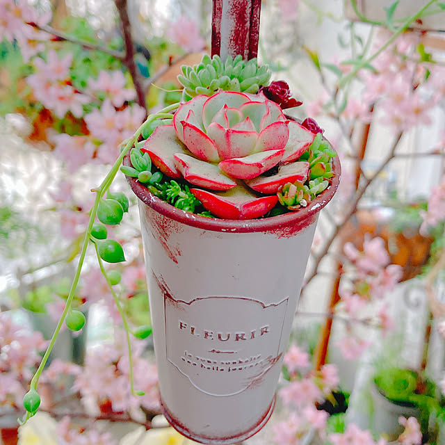 Hanakaさんの実例写真
