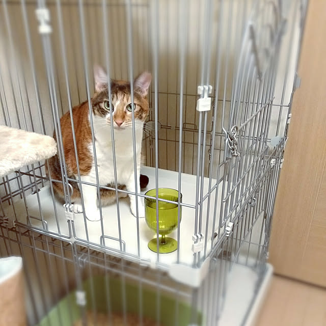 waokitsuneさんの実例写真