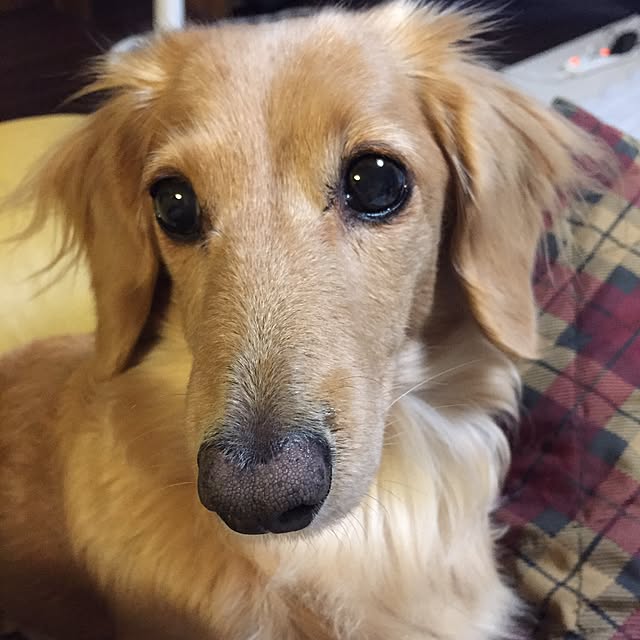 bibianさんの実例写真