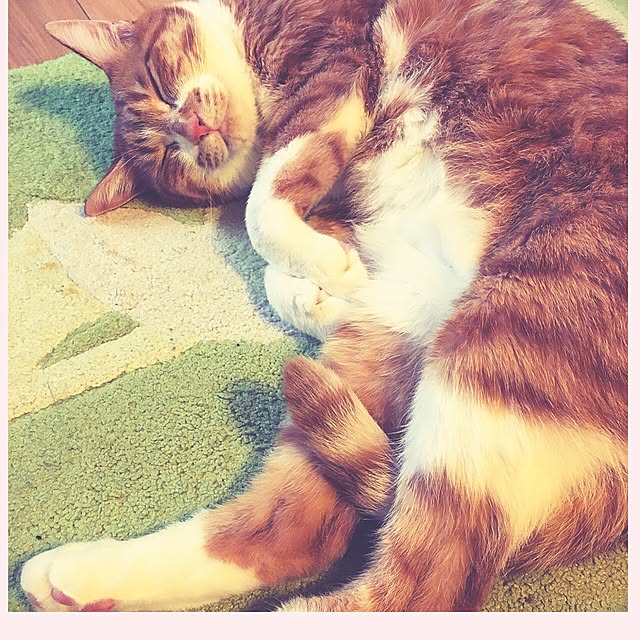 myuuさんの実例写真