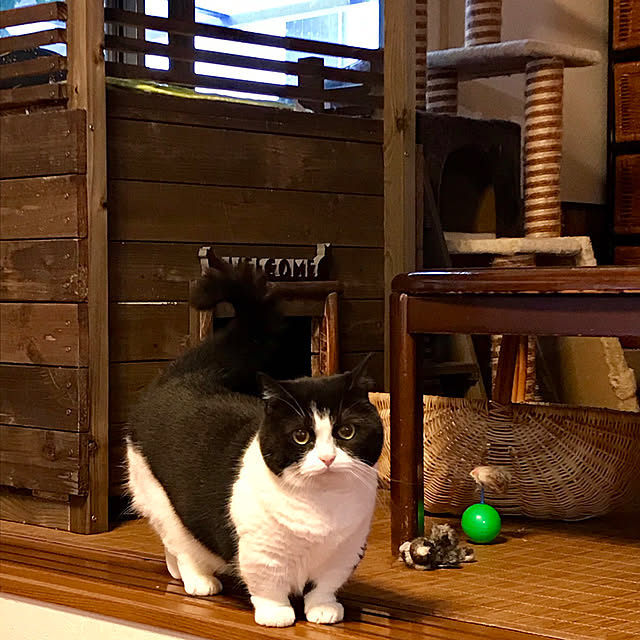 butachanさんの実例写真