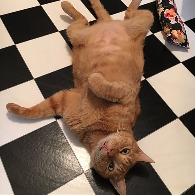 miyabiさんの実例写真