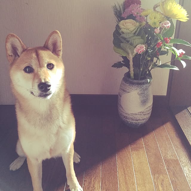 umeさんの実例写真
