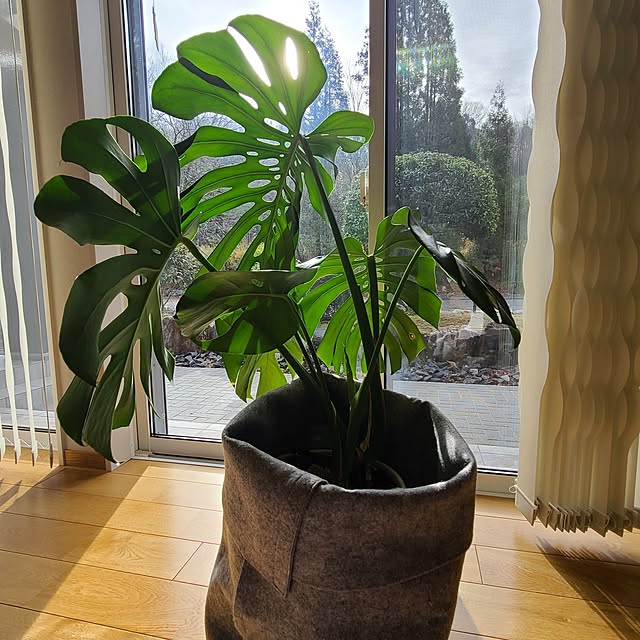 Rubiconさんの実例写真