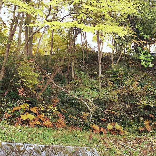 ringarintonさんの実例写真