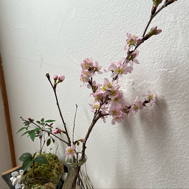 桜/部屋全体のインテリア実例 - 2022-03-14 13:44:16