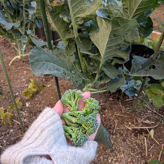 botanさんの部屋