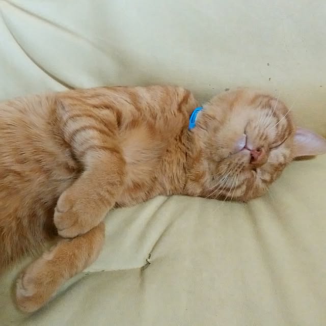 yum0408さんの実例写真