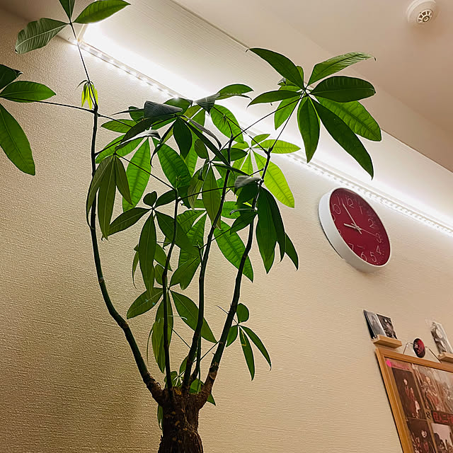 goe_hiromiさんの実例写真