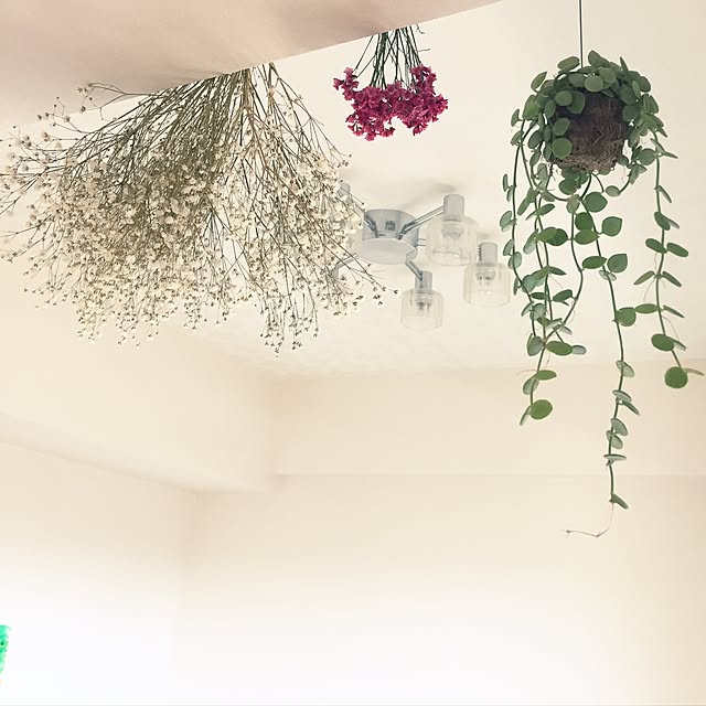 壁/天井/観葉植物/ドライフラワー/多肉植物/ホワイトインテリアのインテリア実例 - 2017-04-25 11:51:39