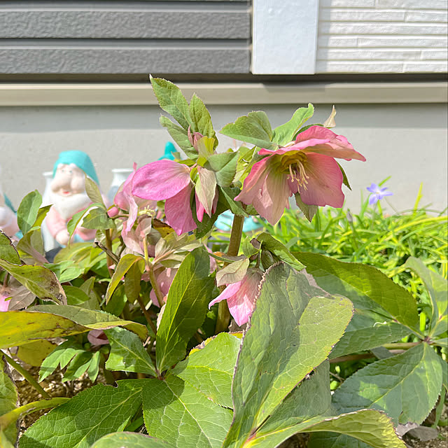 eriharuさんの実例写真