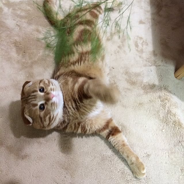 fu-toraさんの実例写真