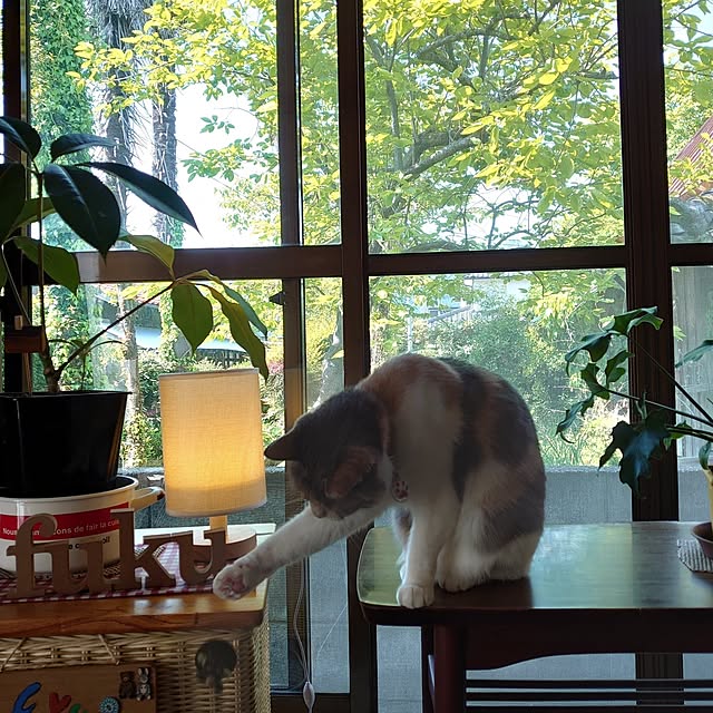 fukuさんの実例写真